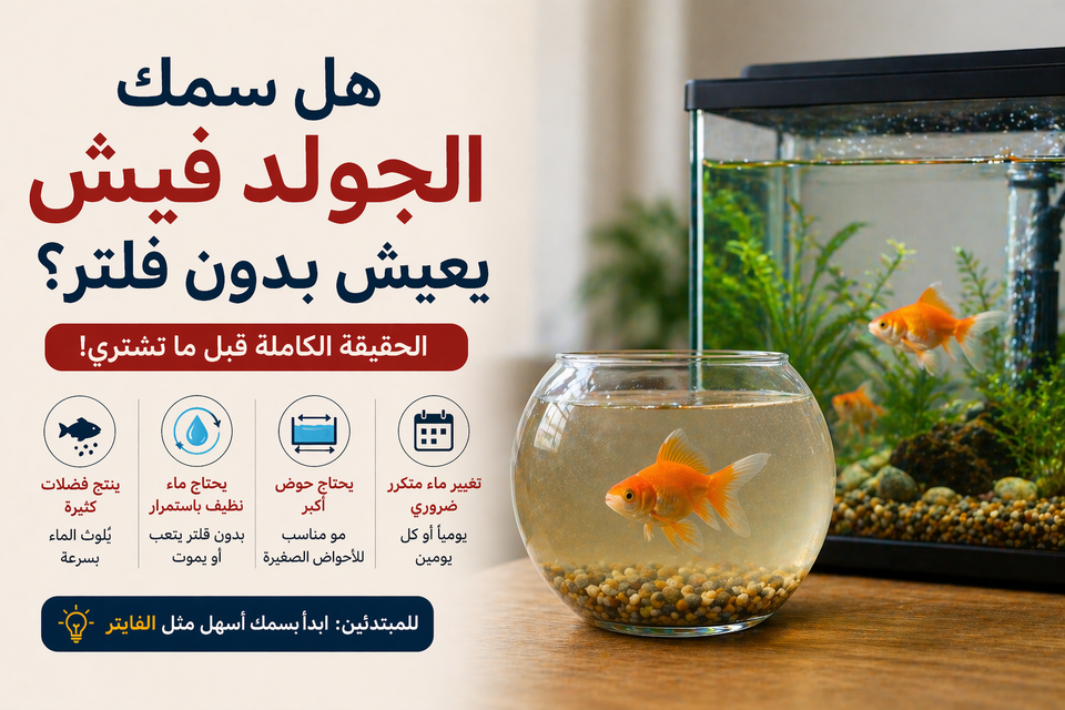 هل سمك الجولد فيش يعيش بدون فلتر؟ الحقيقة الكاملة (قبل ما تشتري!)