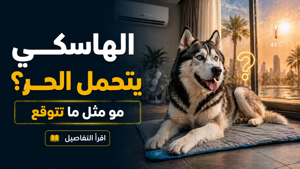 تربية كلب الهاسكي في حر السعودية: هل فعلاً يقدر يتأقلم مع الجو؟