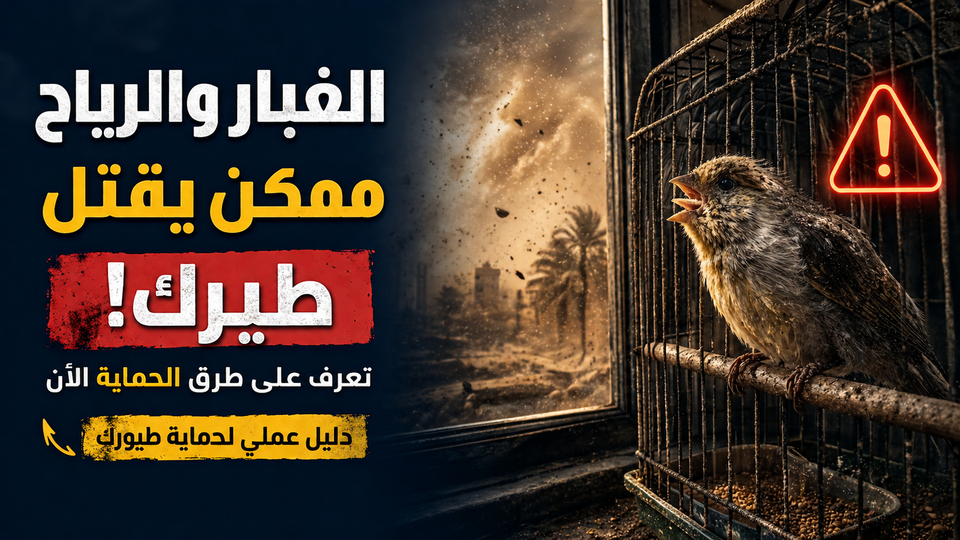 رعاية الطيور وقت الغبار والرياح: دليل عملي يحمي طيورك من الاختناق والموت المفاجئ
