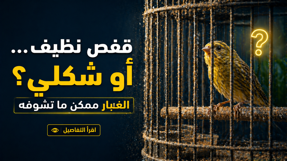 تنظيف قفص الطيور من الغبار: هل طريقتك الحالية فعلاً تحمي طيرك؟