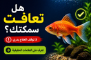 كيف تعرف أن السمكة بدأت تتعافى؟ 7 علامات تؤكد نجاح العلاج