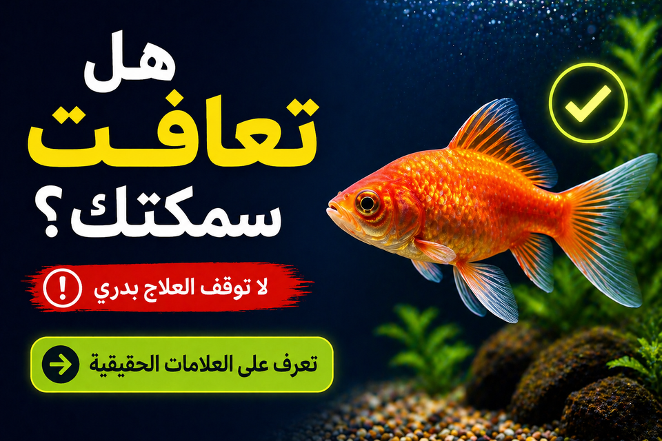 كيف تعرف أن السمكة بدأت تتعافى؟ 7 علامات تؤكد نجاح العلاج