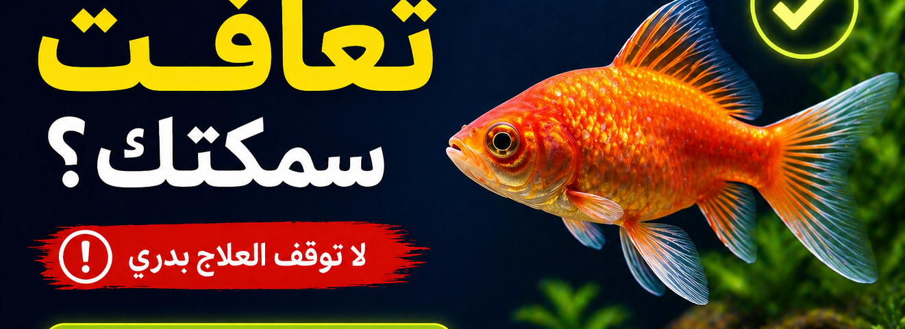 كيف تعرف أن السمكة بدأت تتعافى؟ 7 علامات تؤكد نجاح العلاج