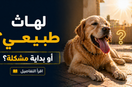 أعراض ضربة الشمس عند الكلاب: هل تقدر تفرق بين التعب الطبيعي والخطر؟