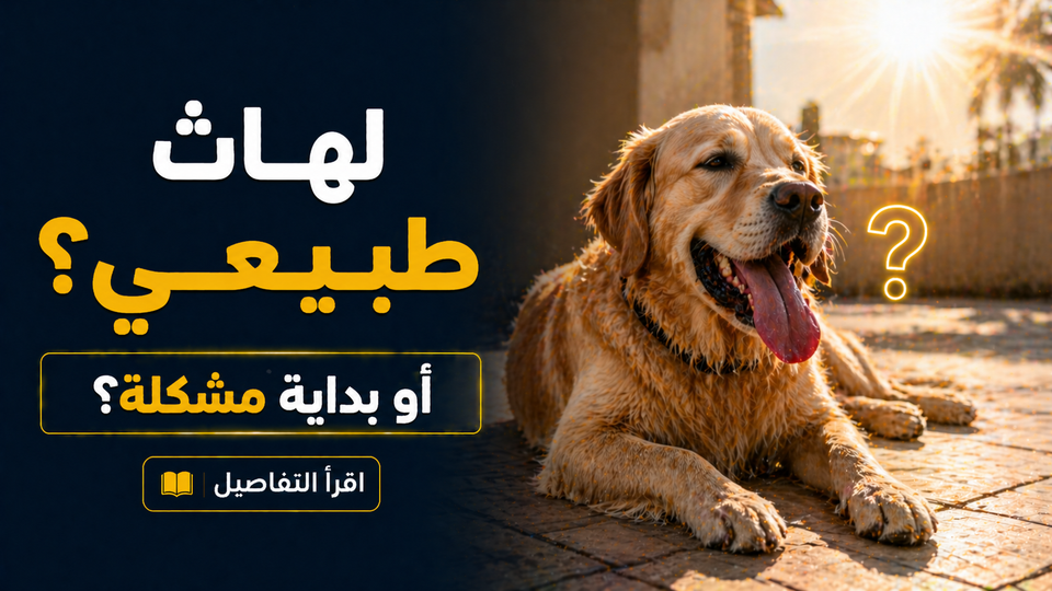 أعراض ضربة الشمس عند الكلاب: هل تقدر تفرق بين التعب الطبيعي والخطر؟