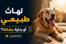 أعراض ضربة الشمس عند الكلاب: هل تقدر تفرق بين التعب الطبيعي والخطر؟