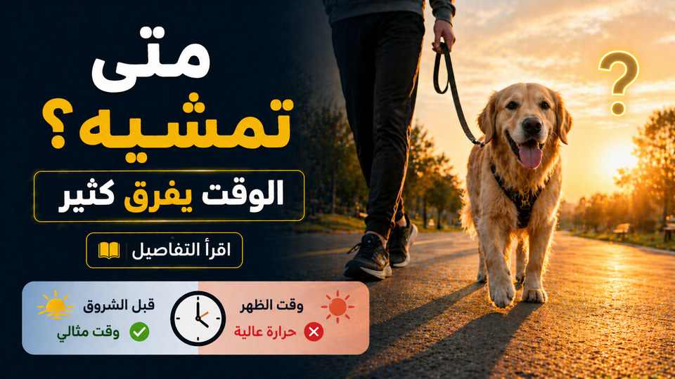 أفضل وقت لمشي الكلب في الصيف: هل التوقيت فعلاً يفرق لهذه الدرجة؟