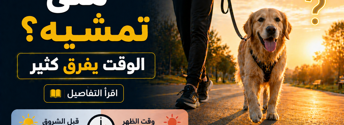 أفضل وقت لمشي الكلب في الصيف: هل التوقيت فعلاً يفرق لهذه الدرجة؟