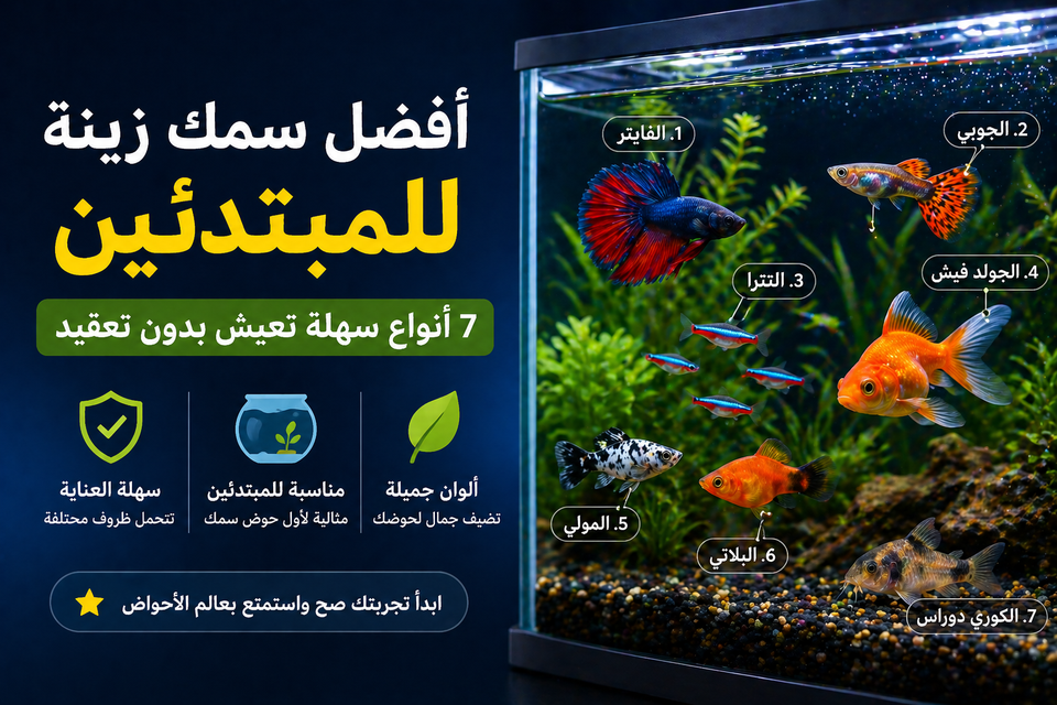 أفضل سمك زينة للمبتدئين: 7 أنواع سهلة تعيش بدون تعقيد