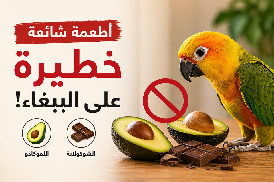 اطعمة شائعة خطيرة ع الببغاء