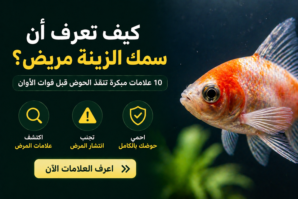 كيف تعرف أن سمك الزينة مريض؟ 10 علامات مبكرة تنقذ الحوض قبل فوات الأوان