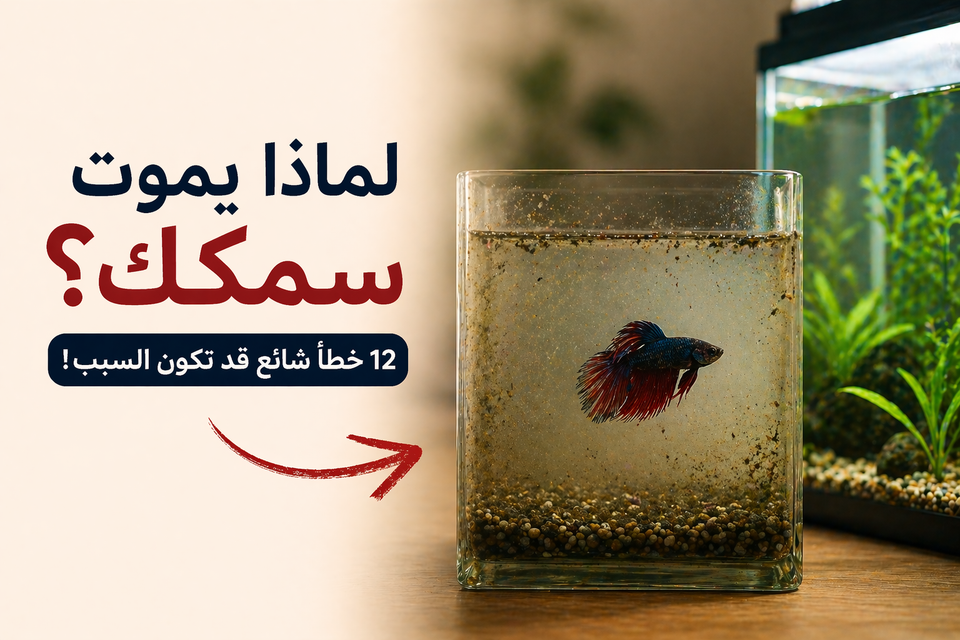 أخطاء المبتدئين في تربية السمك: 12 خطأ شائع يقتل سمكك بدون ما تدري