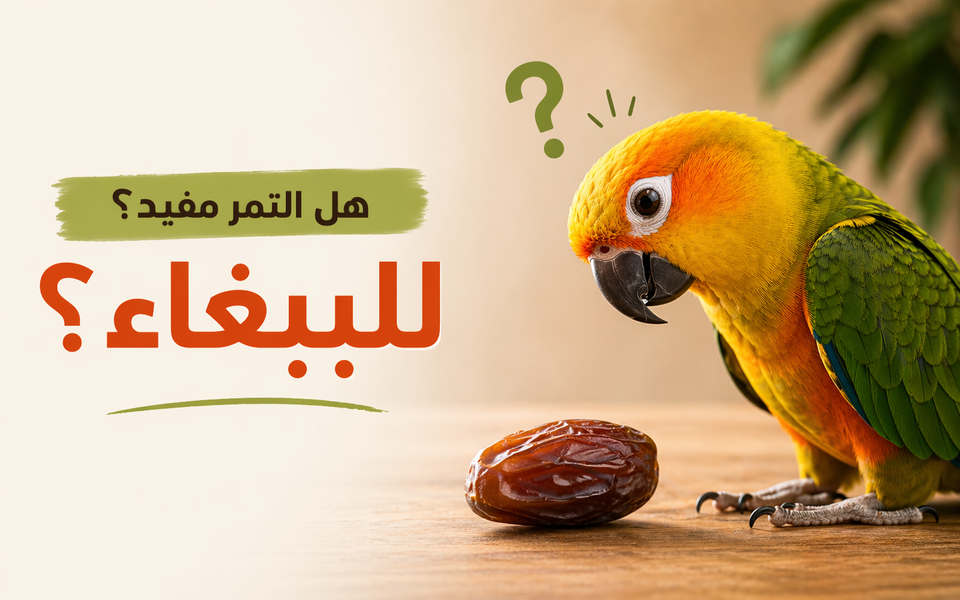 هل التمر مفيد للببغاء