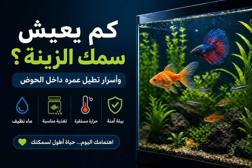 كم يعيش سمك الزينة؟ وكيف تطيل عمره داخل الحوض
