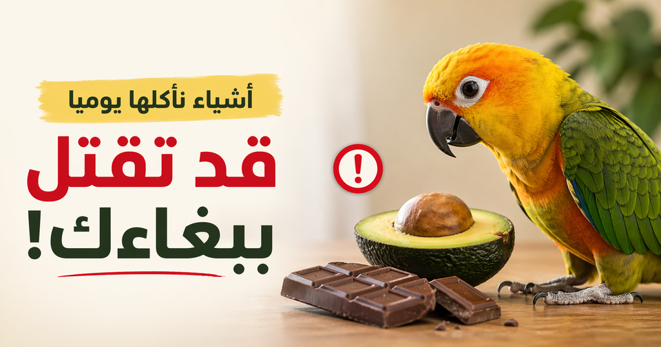 اطعمة ممنوعة على الببغاء