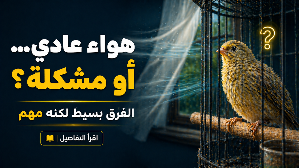 هل تيارات الهواء تضر الطيور؟ أشياء بسيطة ممكن ما انتبهت لها