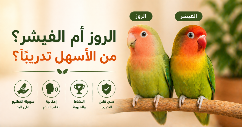 الفرق بين الروز والفيشر في التدريب: أيهما أسهل للمبتدئين؟