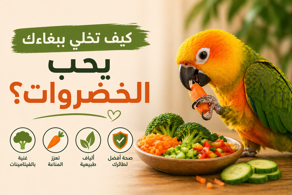كيف تخلي الببغاء يحب الخضار