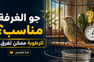 هل جو الغرفة مناسب لطيرك في الصيف؟ تفاصيل بسيطة ممكن تفرق كثير