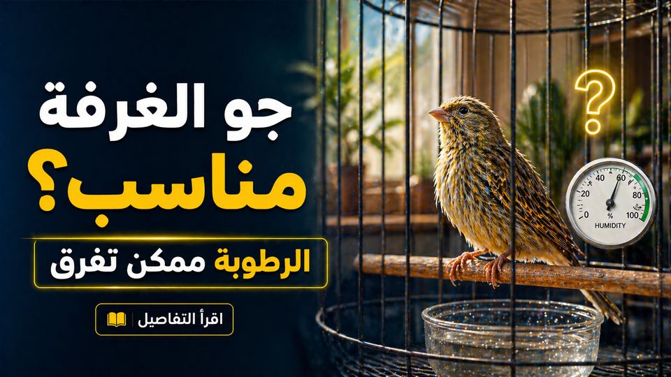 هل جو الغرفة مناسب لطيرك في الصيف؟ تفاصيل بسيطة ممكن تفرق كثير