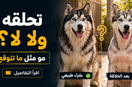 هل حلاقة شعر الهاسكي تحميه من الحر؟ الحقيقة اللي كثير ما يعرفها
