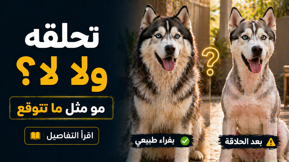 هل حلاقة شعر الهاسكي تحميه من الحر؟ الحقيقة اللي كثير ما يعرفها