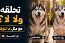 هل حلاقة شعر الهاسكي تحميه من الحر؟ الحقيقة اللي كثير ما يعرفها
