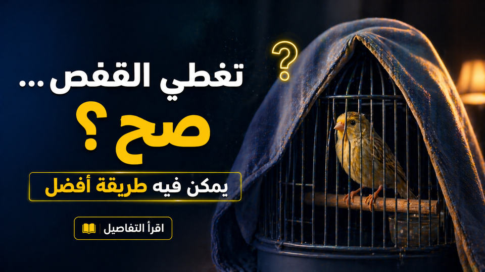 هل تغطية القفص في الليل مفيدة فعلاً؟ تفاصيل بسيطة ممكن تغيّر راحة طيرك