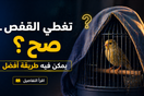 هل تغطية القفص في الليل مفيدة فعلاً؟ تفاصيل بسيطة ممكن تغيّر راحة طيرك