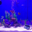 Fish tank with decorative elements and fish under blue lighting