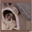 Cat peeking out from a cat house with a soft texture