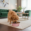 Pink pet bowl with paw prints containing dog food on a pink background
