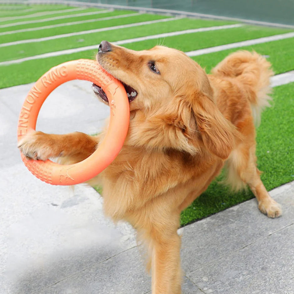 Dog playing with an orange frisbee on a sports field