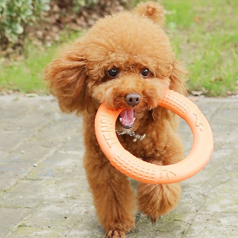 Brown dog running with an orange ring in its mouth on a paved path.