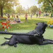 Black dog lying on grass with, text 'Traction rope Special for large dogs' at the top and bottom.