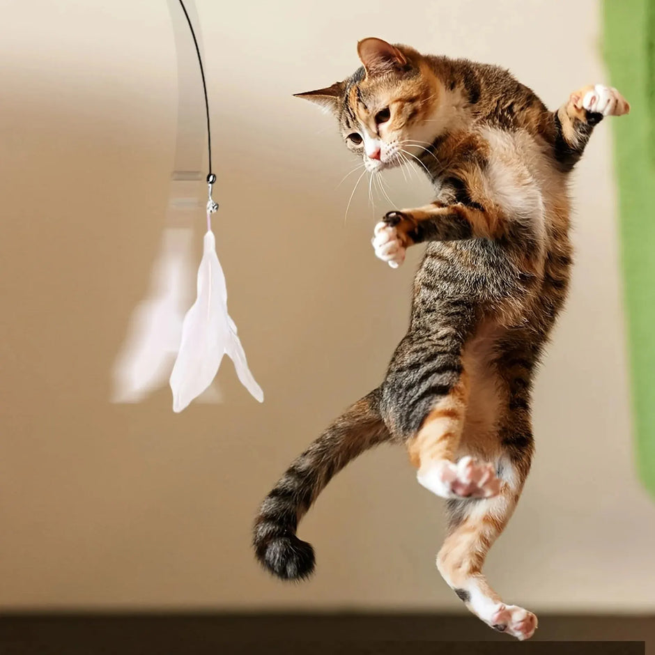 Cat playing with a hanging toy on a neutral background