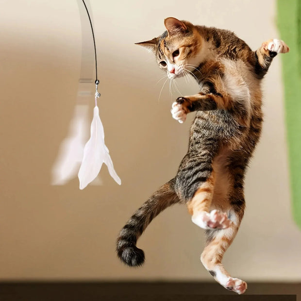 Cat playing with a hanging toy on a neutral background