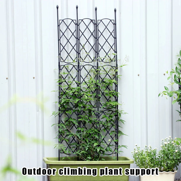 Outdoor climbing plant support with green plants against a white wall