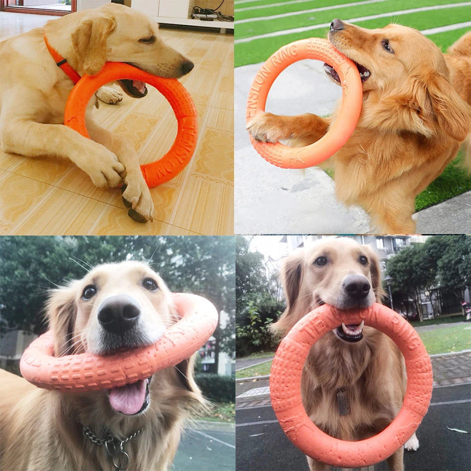 Collage of a golden retriever with an orange frisbee in various settings.