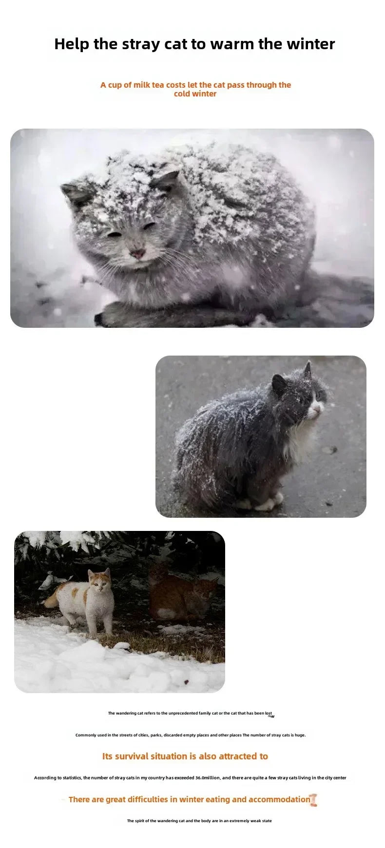Stray cat covered in snow with text encouraging help for animals during winter.