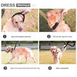 Step-by-step guide on how to wear a dog leash with images of a dog being fitted and walked.