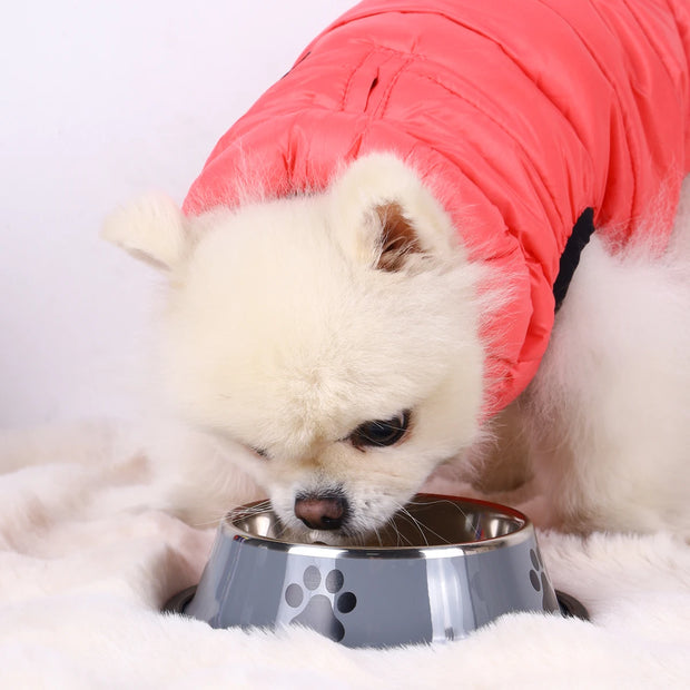 White dog wearing a red coat eating from a gray bowl on a white background