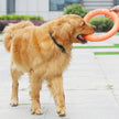 Dog playing with an orange toy on a sidewalk